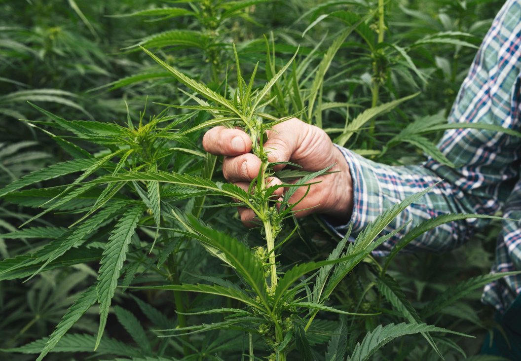 A Major Change for Hemp: What You Need to Know About the Hemp Ban