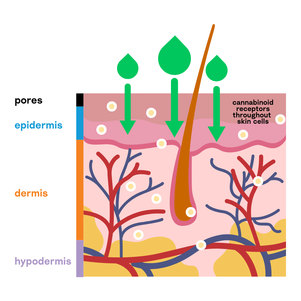 Stay Polite Hemp Skinlayers Topical